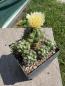 Preview: Thelocactus leucacanthus